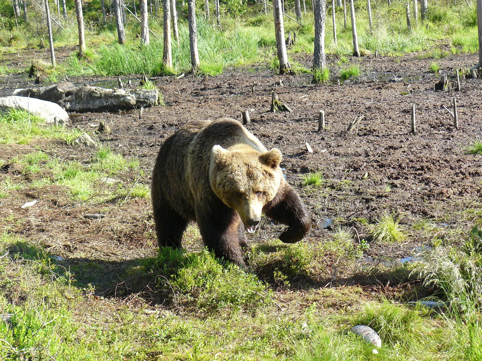 Un ours brun dans une forêt de Finlande